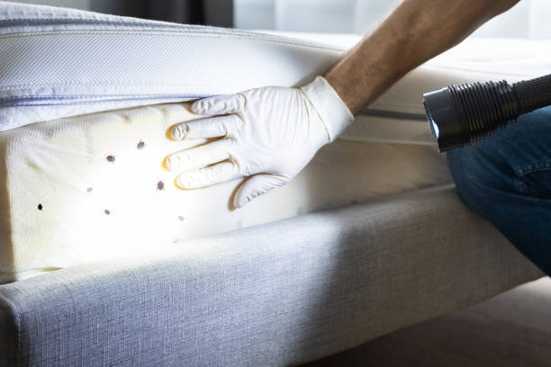 Best Local Pest Control Services  in Town Creek, AL