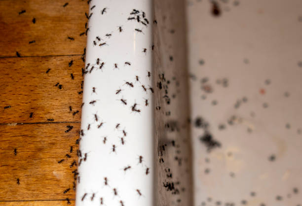 Best Pest Prevention Services  in Town Creek, AL