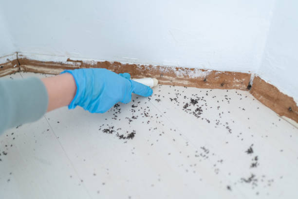 Best Wasp Removal Services  in Town Creek, AL